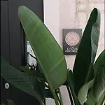 Locus Pendinelli 4*
